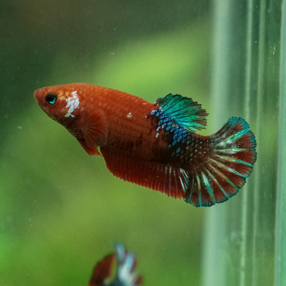Red Fancy Plakat 13 Week Old- Female