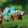 Multicolor/Galaxy Koi Plakat -15 weeks Old