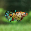 Multicolor/galaxy Koi Plakat- Female