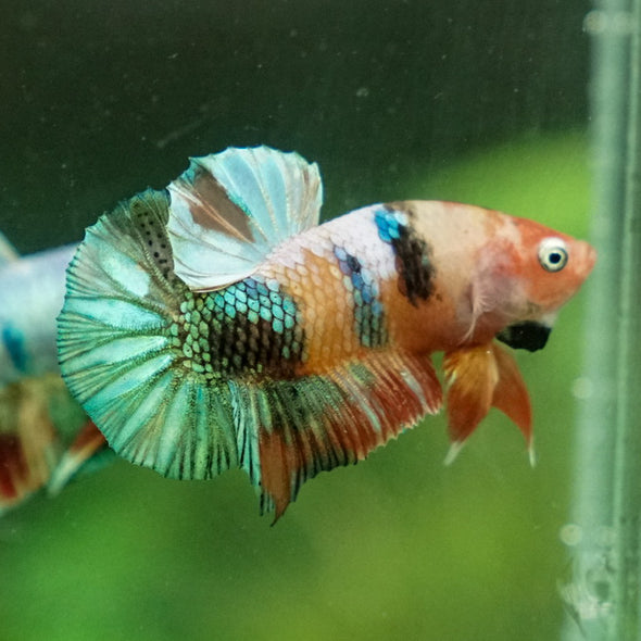 Multicolor/Galaxy Koi Plakat -11 weeks Old