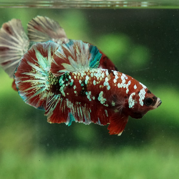 Multicolor/Galaxy Koi Plakat -15 weeks Old