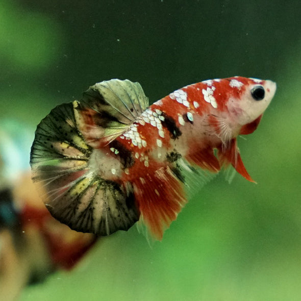 Multicolor/Galaxy Koi Plakat -11 weeks Old