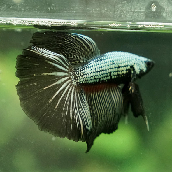 Halfmoon - 11 weeks old