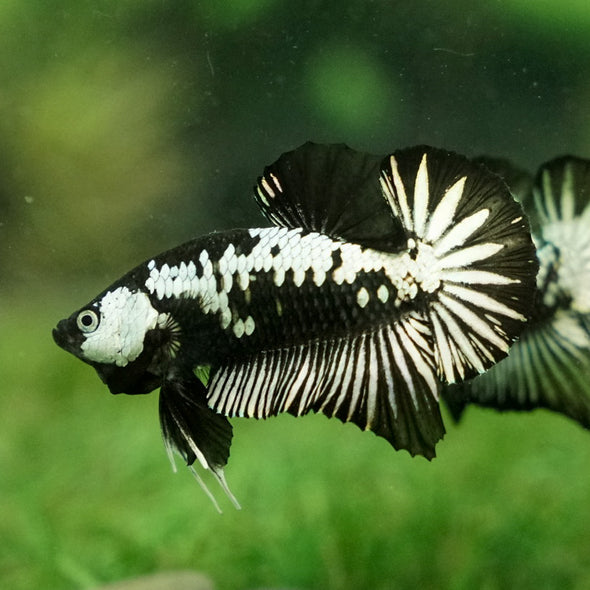 Samurai Plakat - 12 weeks old
