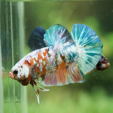 Multicolor/Galaxy Koi Plakat -15 weeks Old