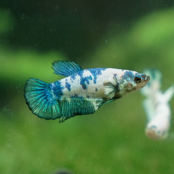 Blue/Green Dalmatian Plakat- Female