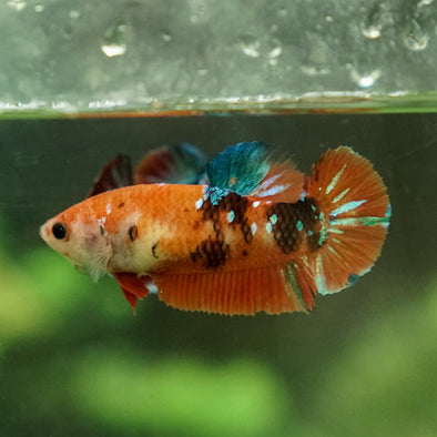 Multicolor/galaxy Koi Plakat- Female