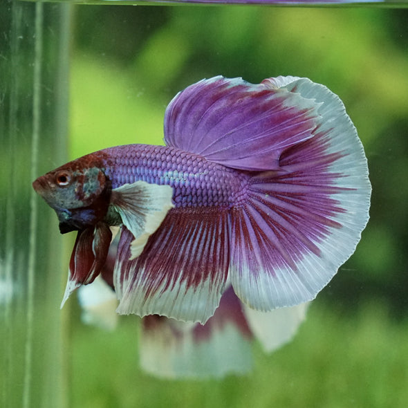Dumbo Halfmoon - 12 weeks old