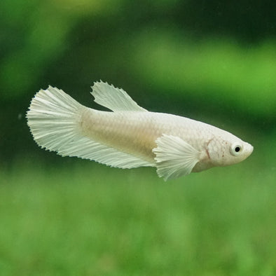 Dumbo Halfmoon- Female