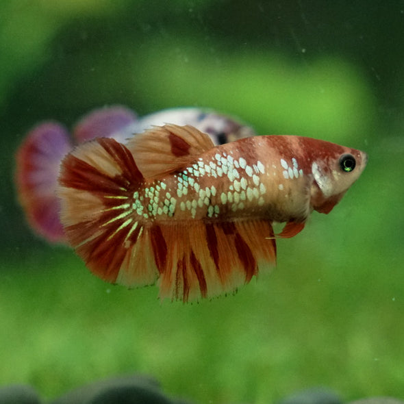 Multicolor Galaxy Halfmoon- Female