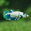 Blue/Green Dalmatian Plakat- Female