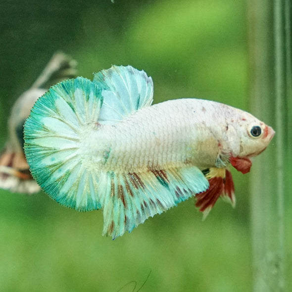 Multicolor/Galaxy Koi Plakat -12 weeks Old