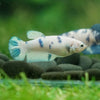 Blue/Green Dalmatian Plakat- Female