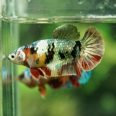 Multicolor/galaxy Koi Plakat- Female
