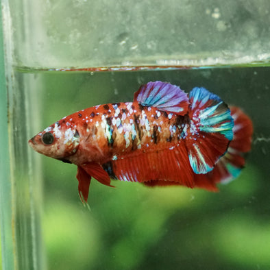 Multicolor/galaxy Koi Plakat- Female