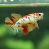 Koi Halfmoon - Female