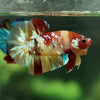 Multicolor/Galaxy Koi Plakat -15 weeks Old