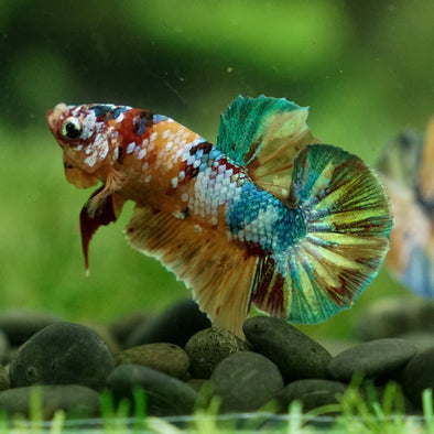 Multicolor/Galaxy Koi Plakat -15 weeks Old