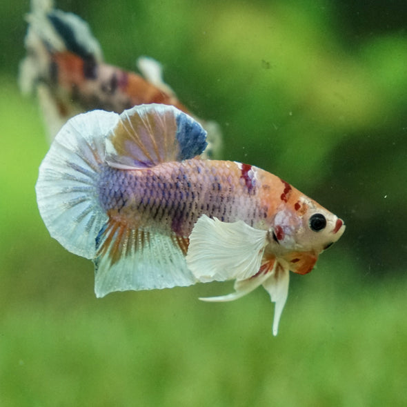 Candy Koi Dumbo Plakat - 12 weeks old