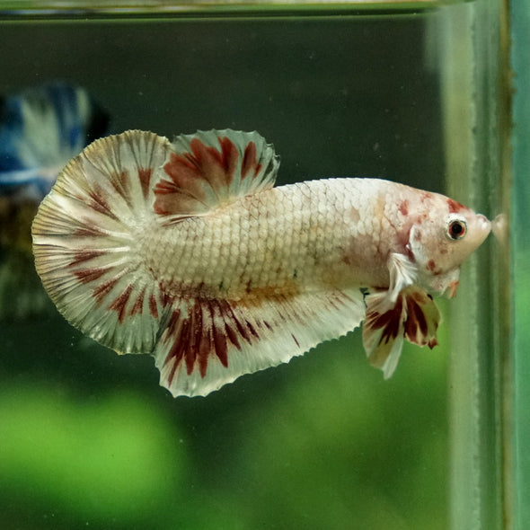 Multicolor/Galaxy Koi Plakat -12 weeks Old