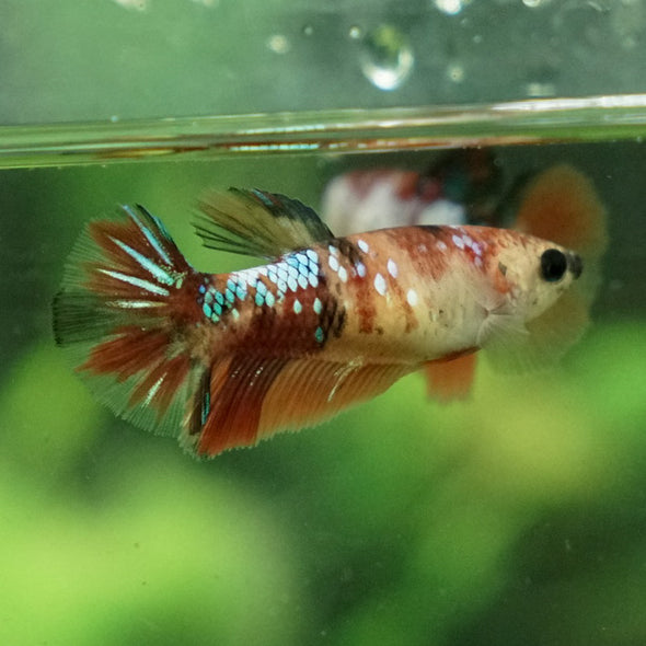 Koi Halfmoon - Female