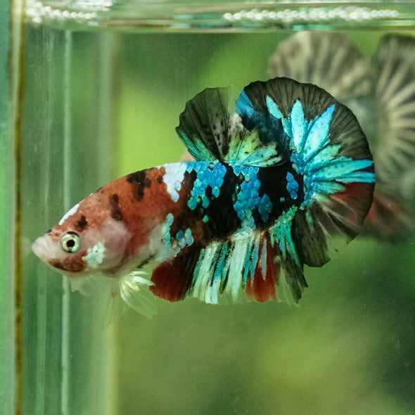 Multicolor/Galaxy Koi Plakat -11 weeks Old