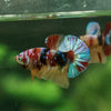 Multicolor/Galaxy Koi Plakat -11 weeks Old