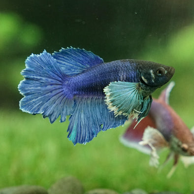Dumbo Halfmoon - Female
