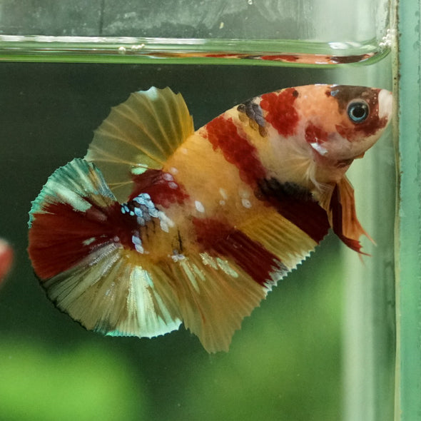 Multicolor/Galaxy Koi Plakat -15 weeks Old