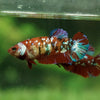 Multicolor/galaxy Koi Plakat- Female