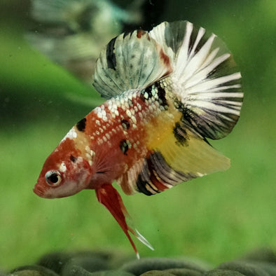 Multicolor/Galaxy Koi Plakat -11 weeks Old