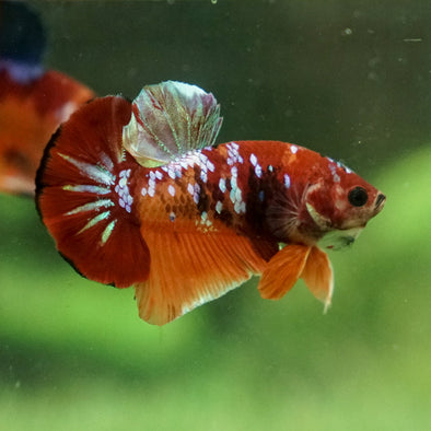 Multicolor/Galaxy Koi Plakat -15 weeks Old