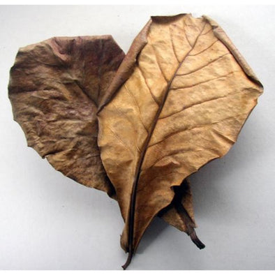 Catappa Leaves ( IAL)