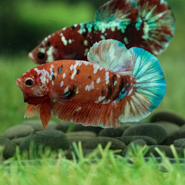 Multicolor/Galaxy Koi Plakat -15 weeks Old