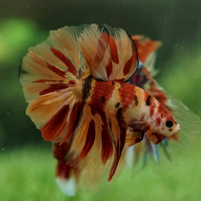 Galaxy Koi Halfmoon - 12 weeks old