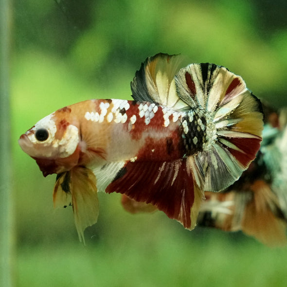 Multicolor/Galaxy Koi Plakat -12 weeks Old