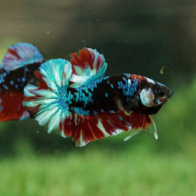 Multicolor/Galaxy Koi Plakat -15 weeks Old