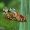 Multicolor/ Galaxy Koi Plakat- Female- 16 Weeks Old