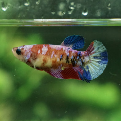 Galaxy Koi Plakat- Female