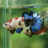 Multicolor/Galaxy Koi Plakat -11 weeks Old