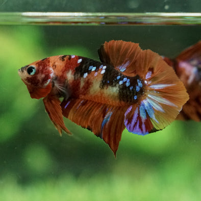 Multicolor/Galaxy Koi Plakat - 13Weeks Old