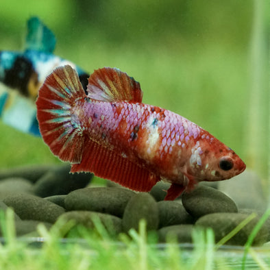 Multicolor/galaxy Koi Plakat- Female