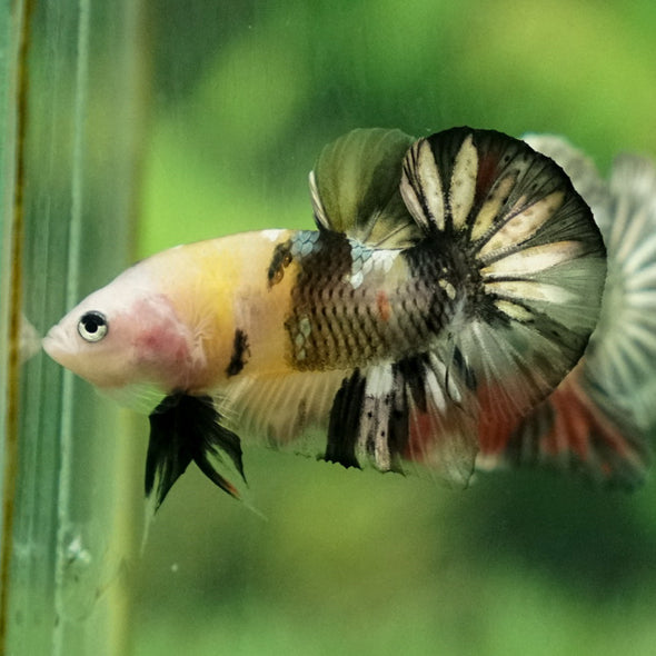 Multicolor/Galaxy Koi Plakat -11 weeks Old