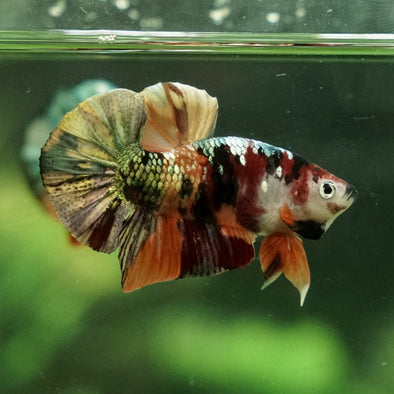 Copper/Gold Galaxy Koi Plakat - 11 Weeks Old