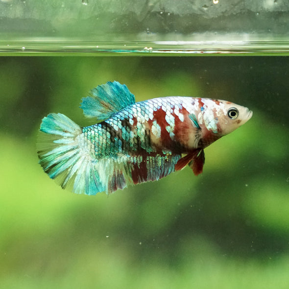 Multicolor/galaxy Koi Plakat- Female