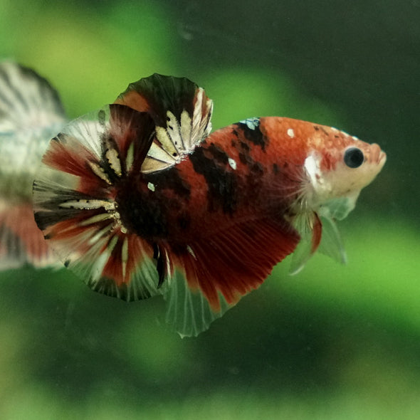 Multicolor/Galaxy Koi Plakat -11 weeks Old