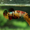 Multicolor/galaxy Koi Plakat- Female