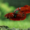 Galaxy Koi Plakat- Female