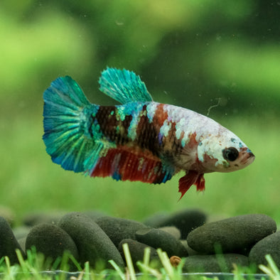 Galaxy Koi Plakat- Female