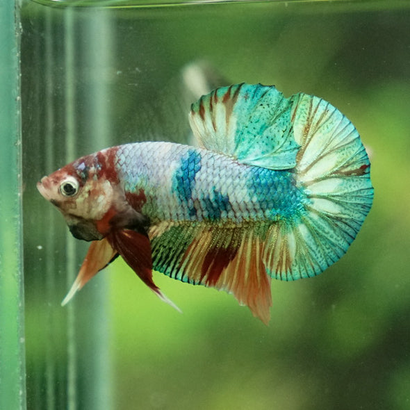 Multicolor/Galaxy Koi Plakat -11 weeks Old